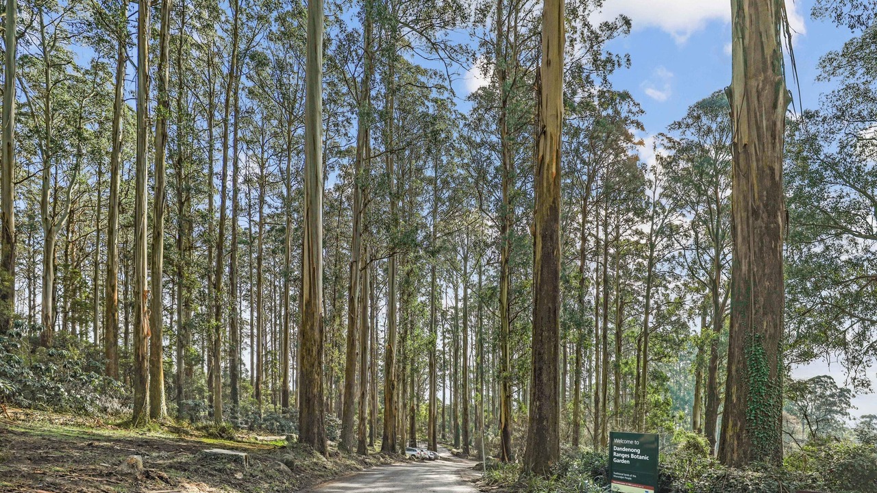 Photo of Others in Kallista