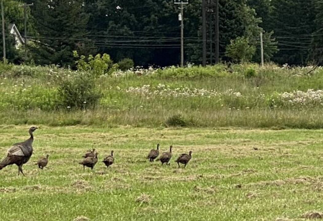 Photo of Others in Marlette