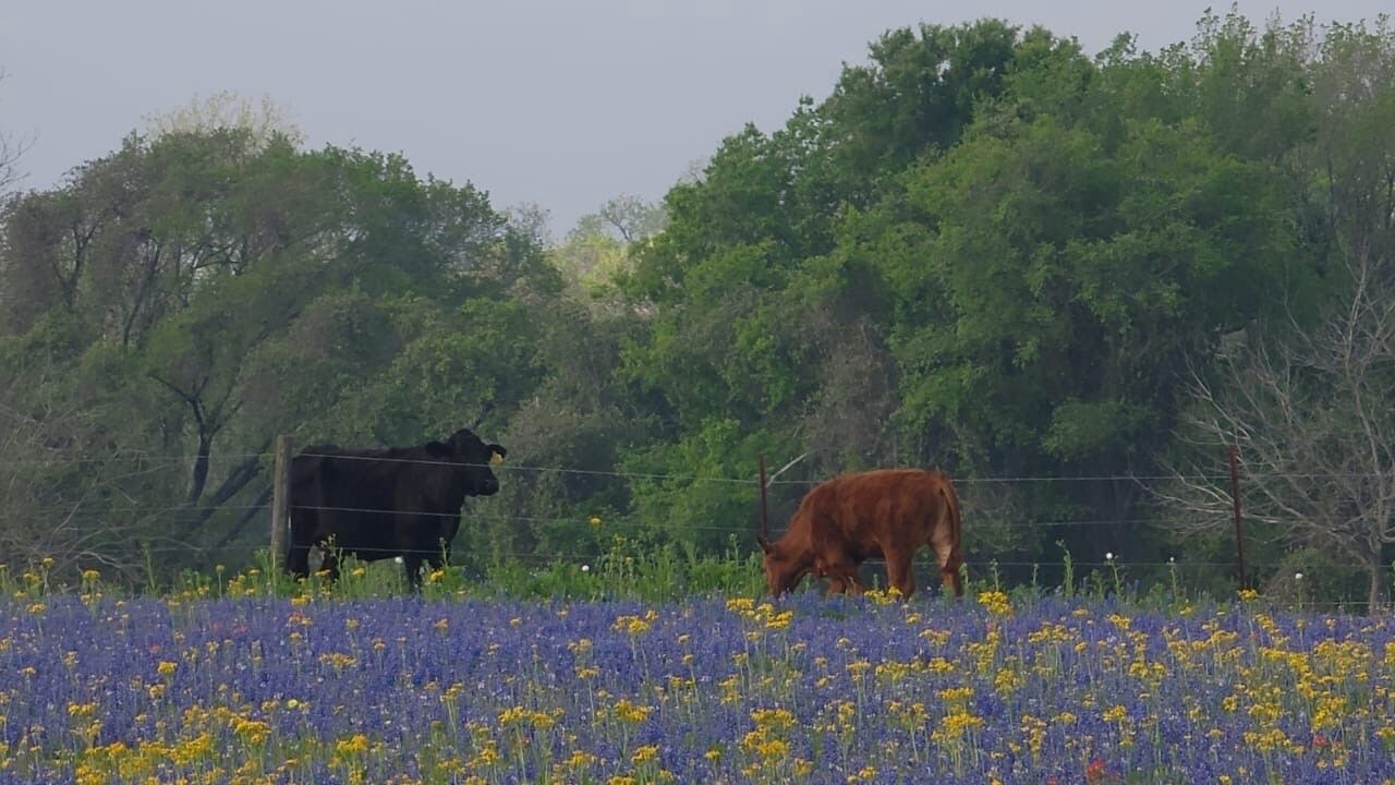 Photo of Outdoor in Smithville