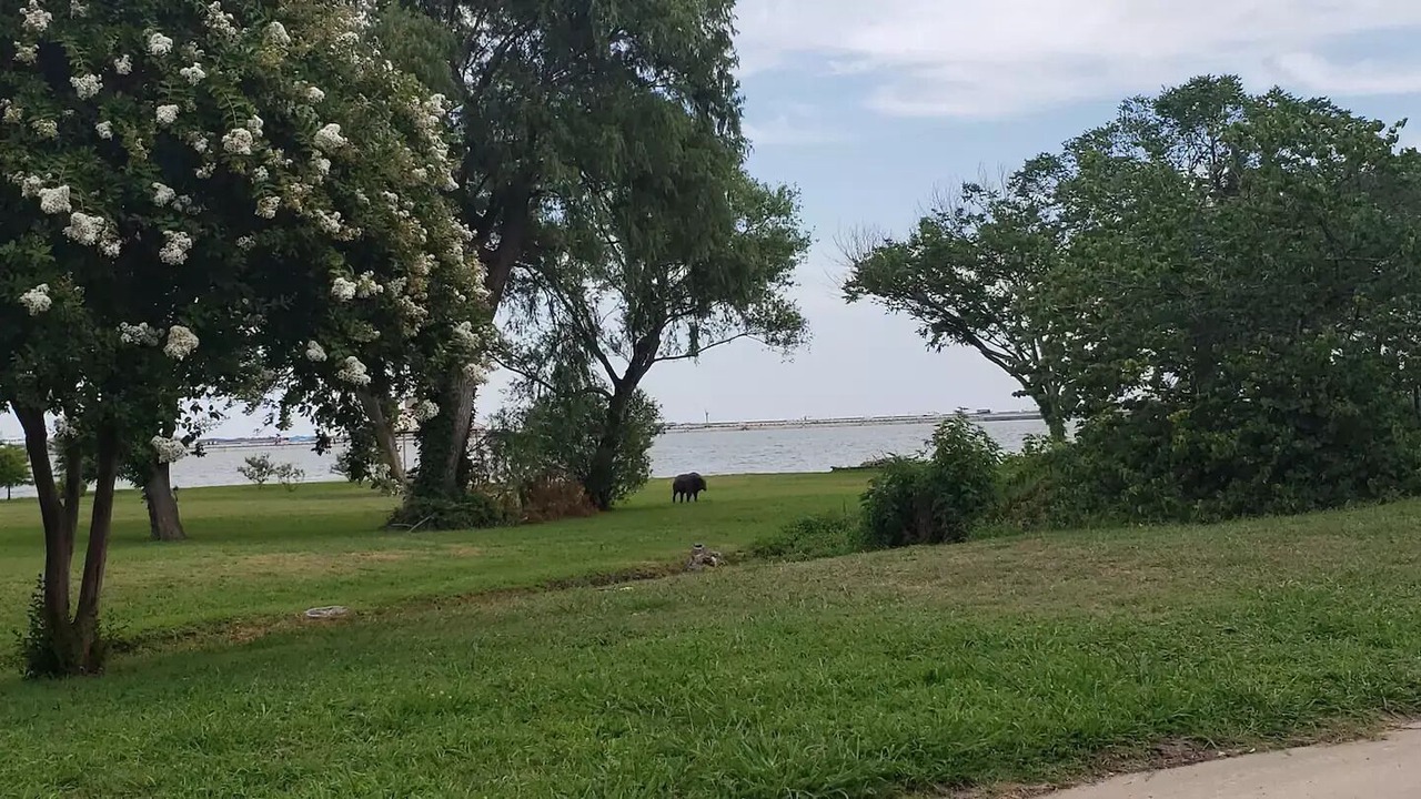 Photo of Outdoor in Rowlett