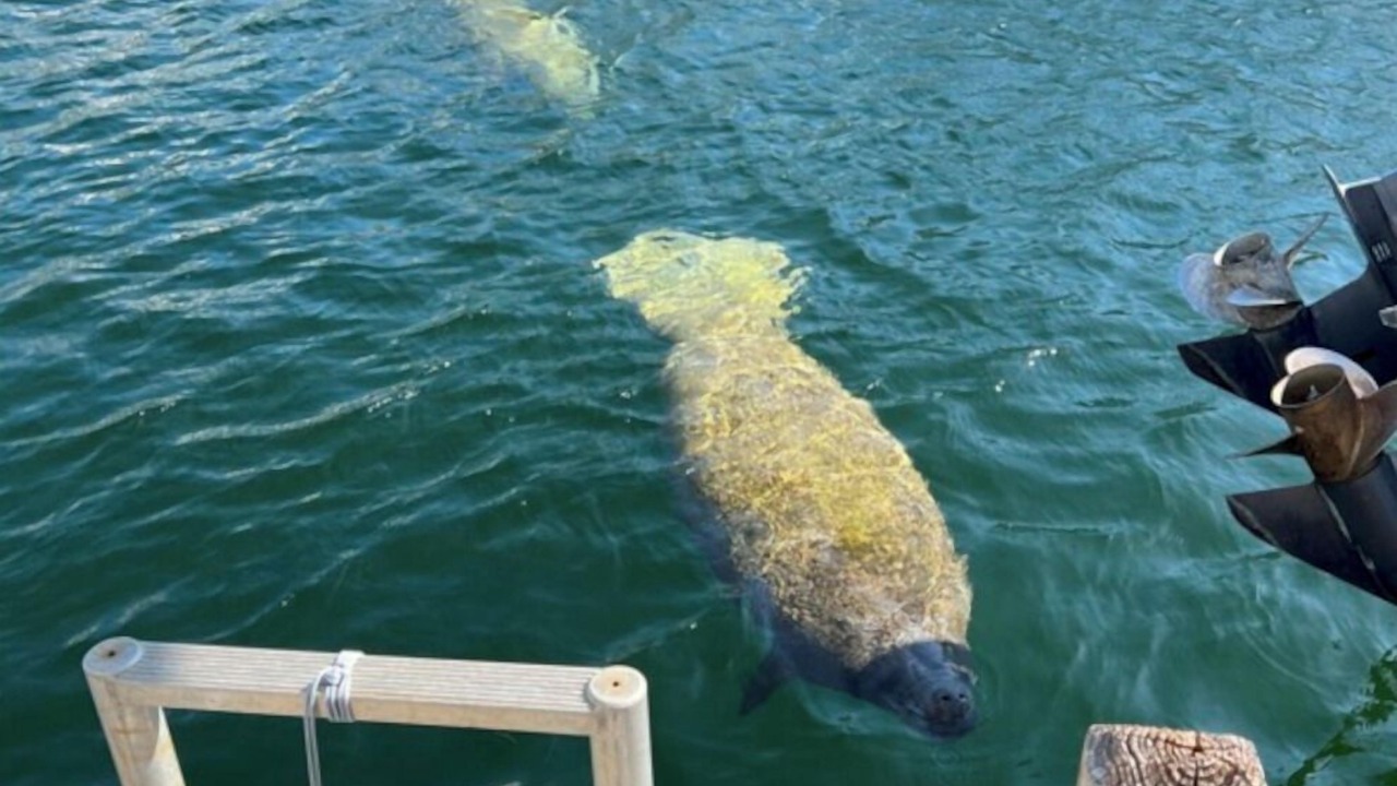 Photo of Others in Tavernier