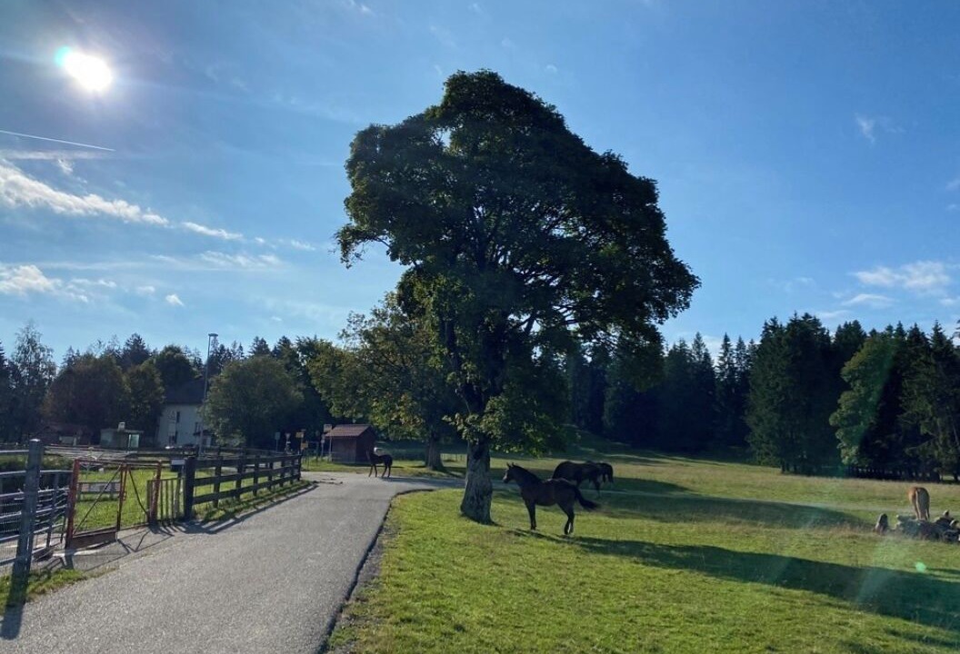 Photo of Others in Damprichard