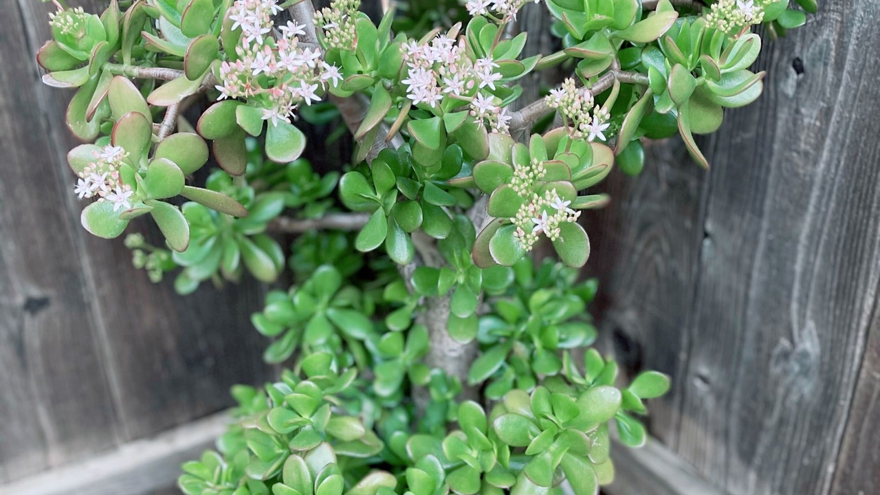 Photo of Outdoor in Nut Tree