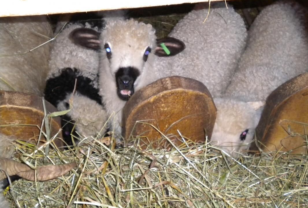 Photo of Others in Beaufort