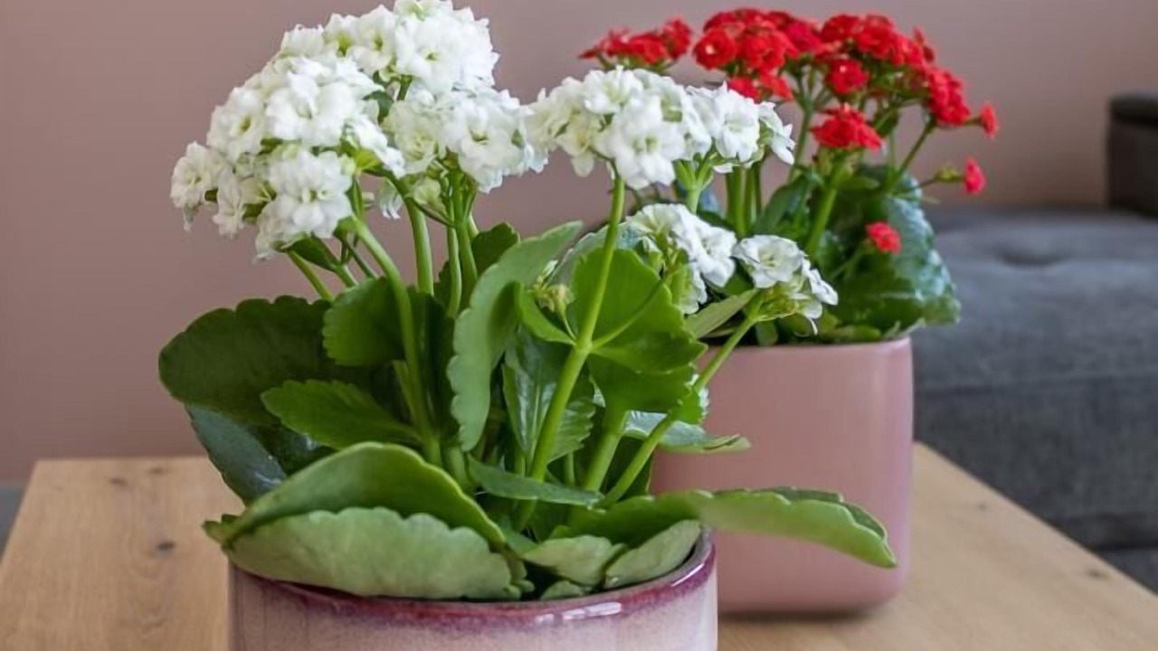 Photo of Others in Saint-Paul