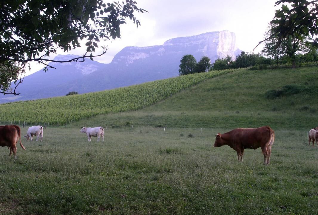 Photo of Others in Myans