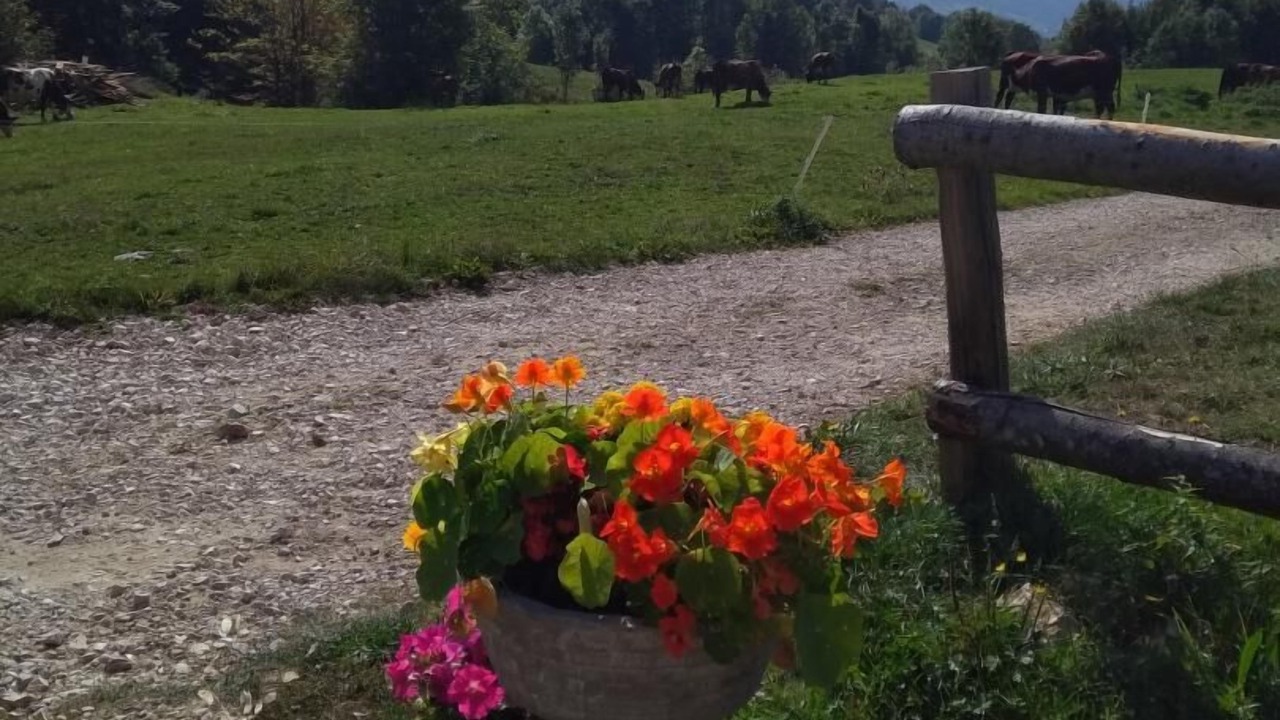 Photo of Outdoor in Entremont-le-Vieux