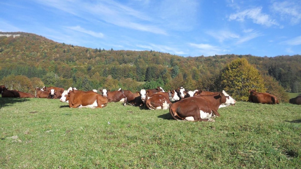 Photo of Outdoor in Entremont-le-Vieux
