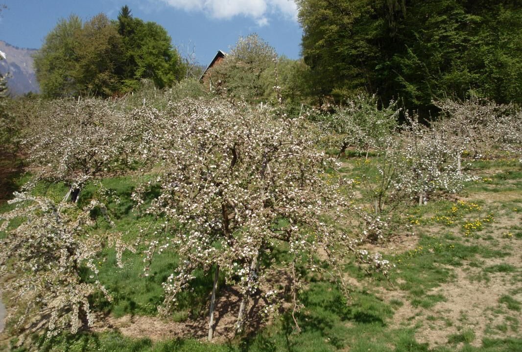 Photo of Others in Pallud