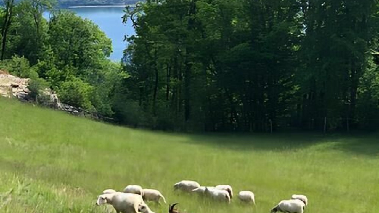 Photo of Others in Le Bourget-du-Lac