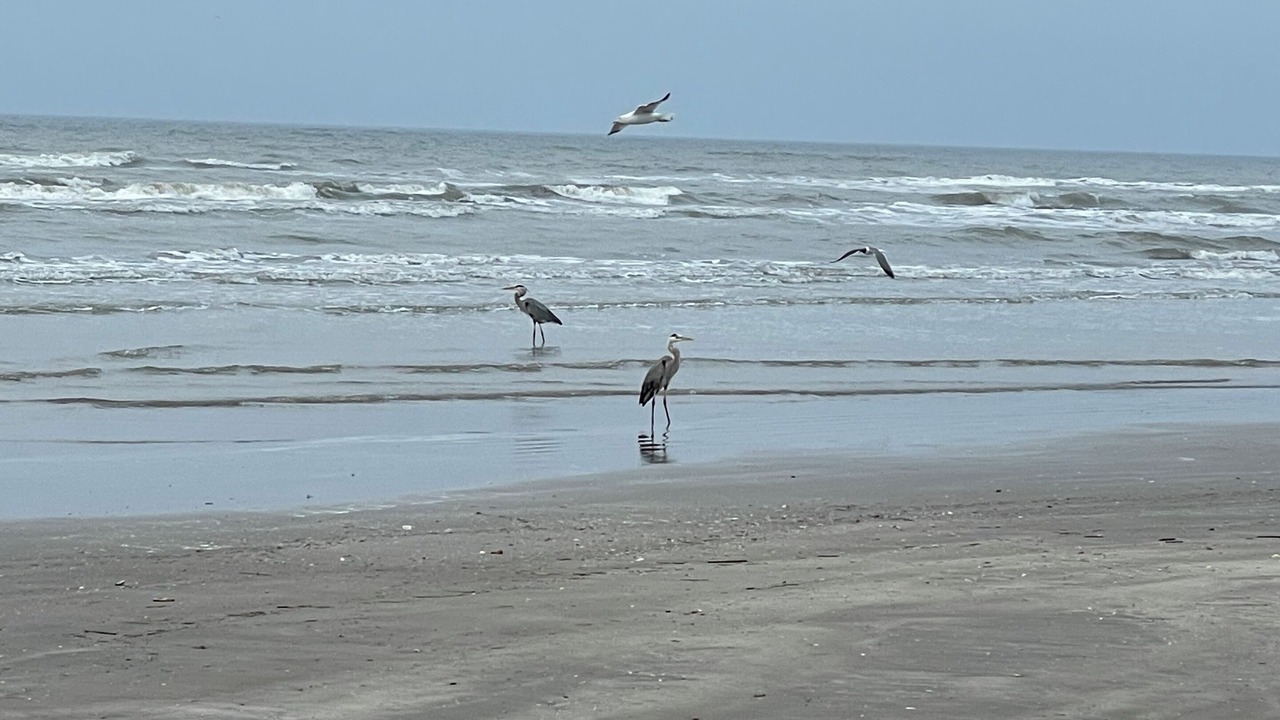 Photo of Others in Galveston