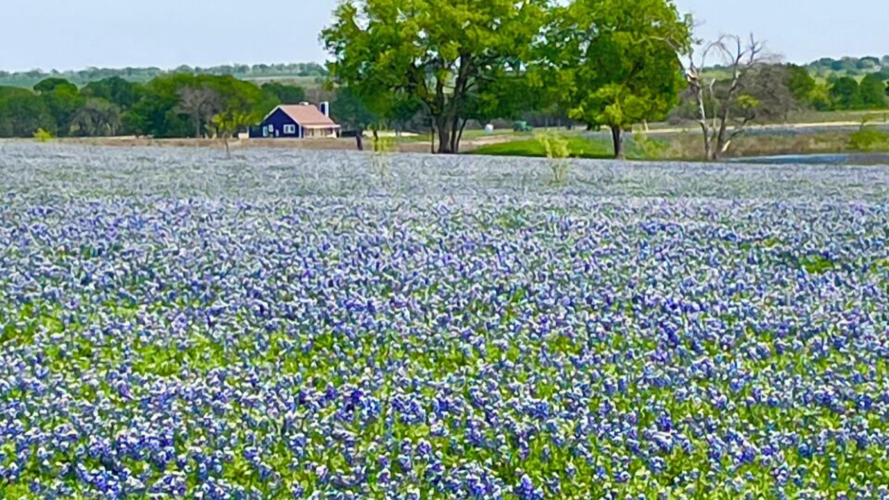 Photo of Others in Riesel