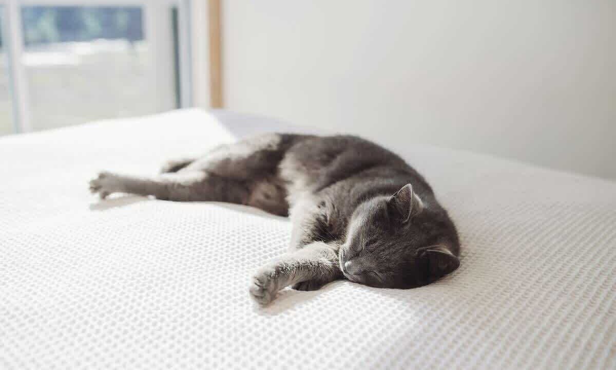 Photo of Bedroom in Warea