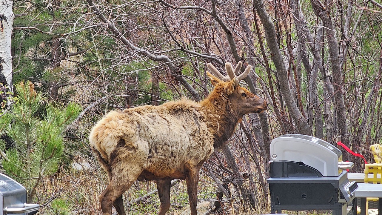 Photo of Others in Estes Park
