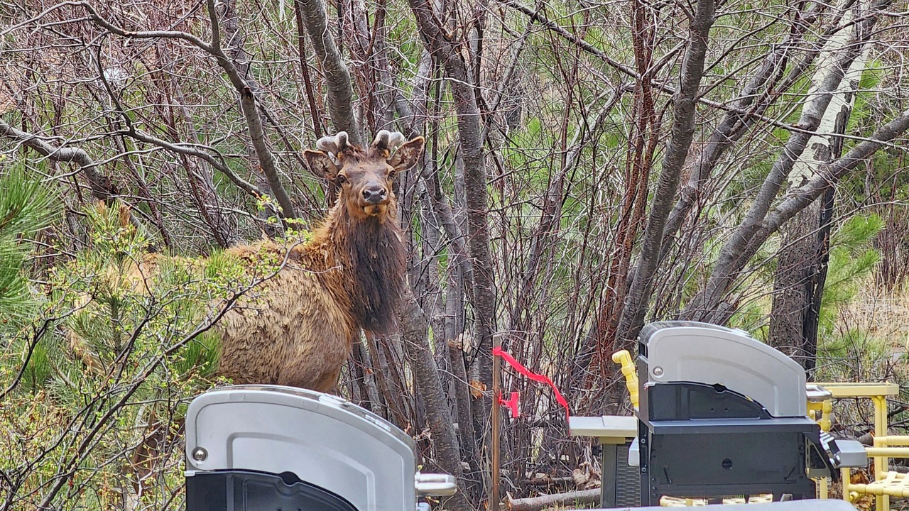 Photo of Outdoor in Estes Park