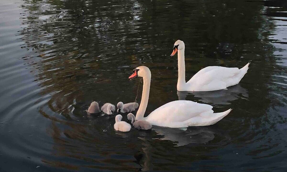 Photo of Outdoor in Simonton Lake
