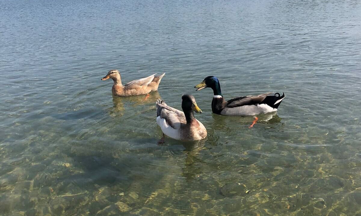 Photo of Others in Simonton Lake