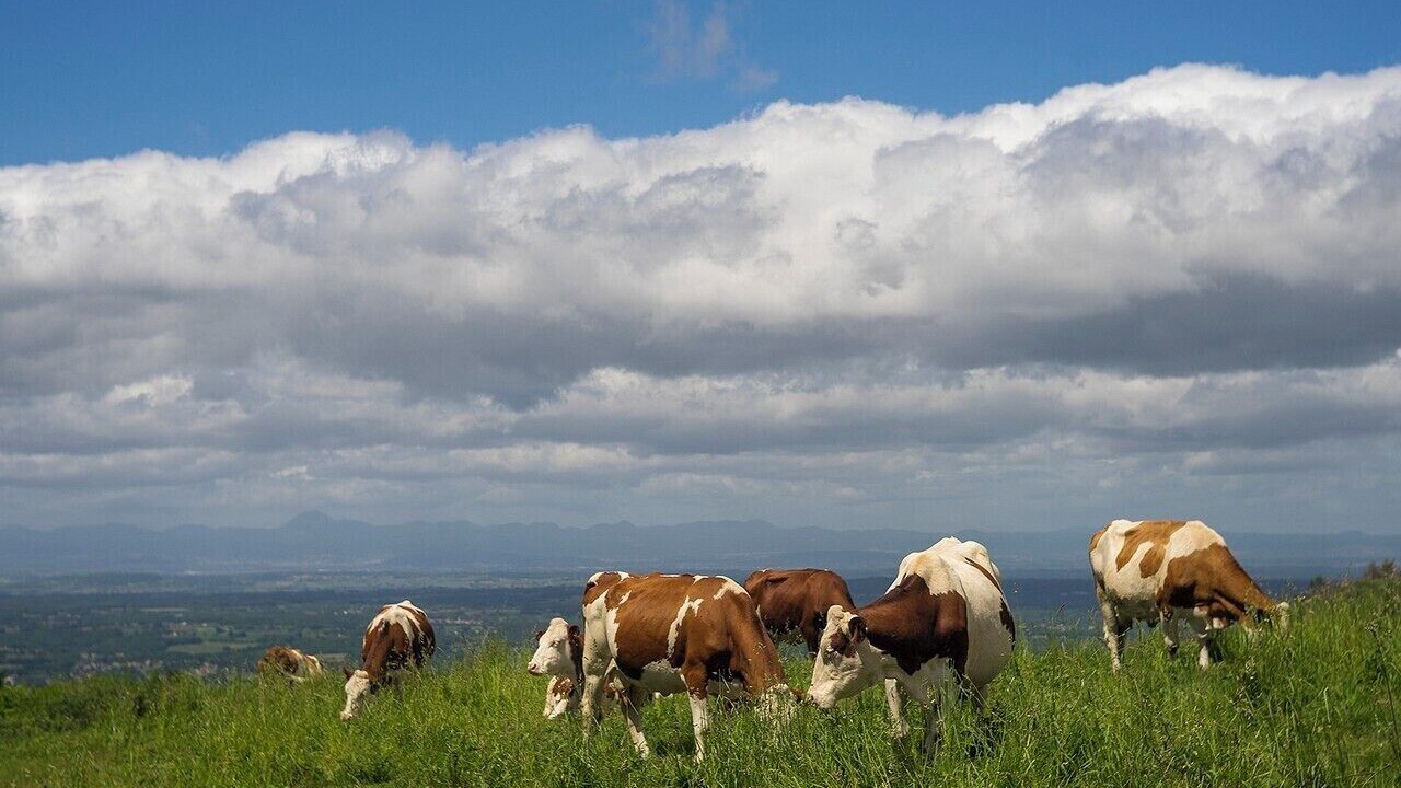 Photo of Others in Thiers