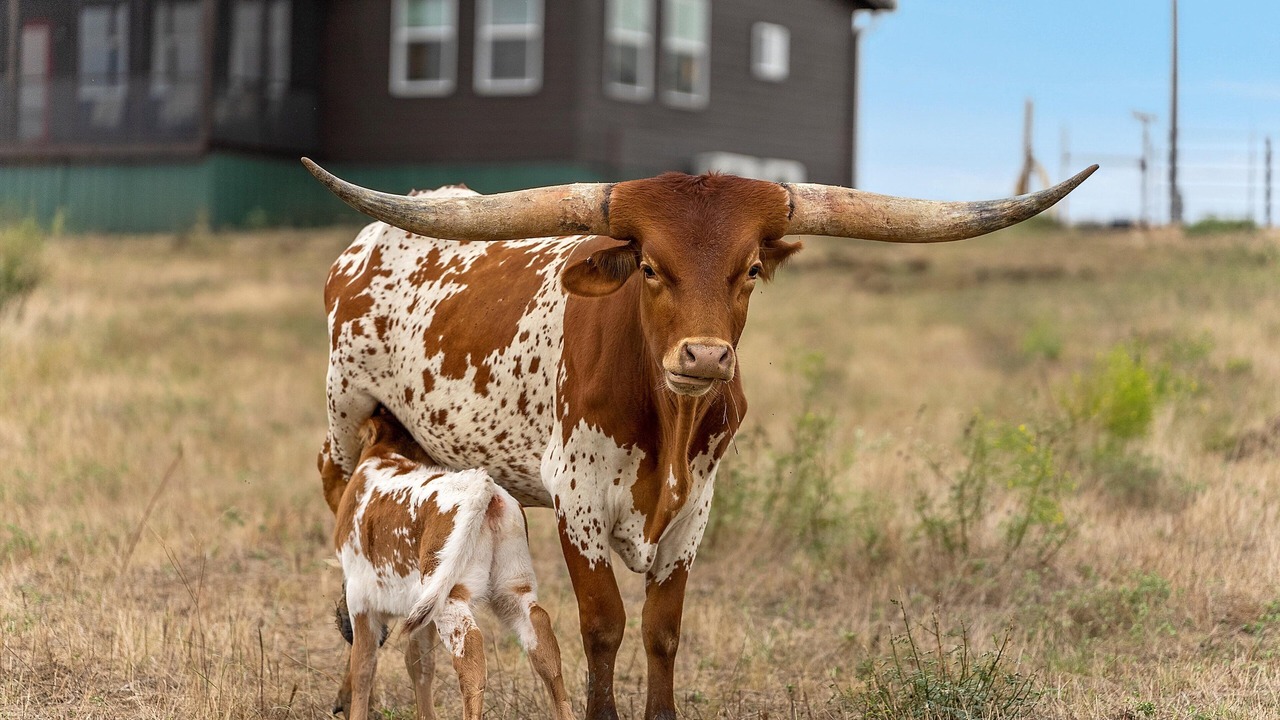Photo of Outdoor in Milam County