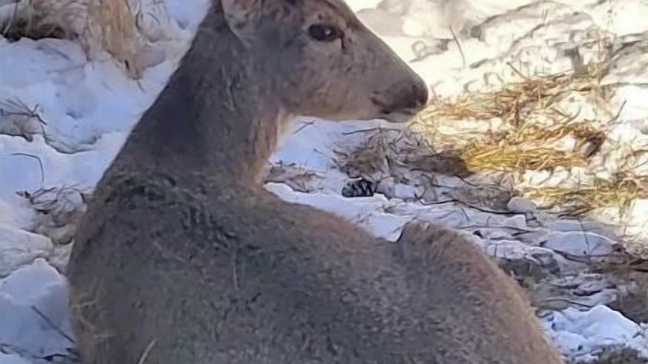 Photo of Others in Woodland Park