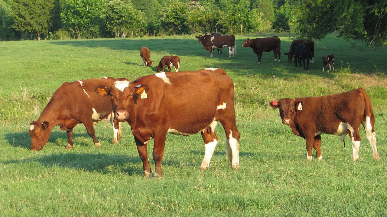 Photo of Others in Daingerfield