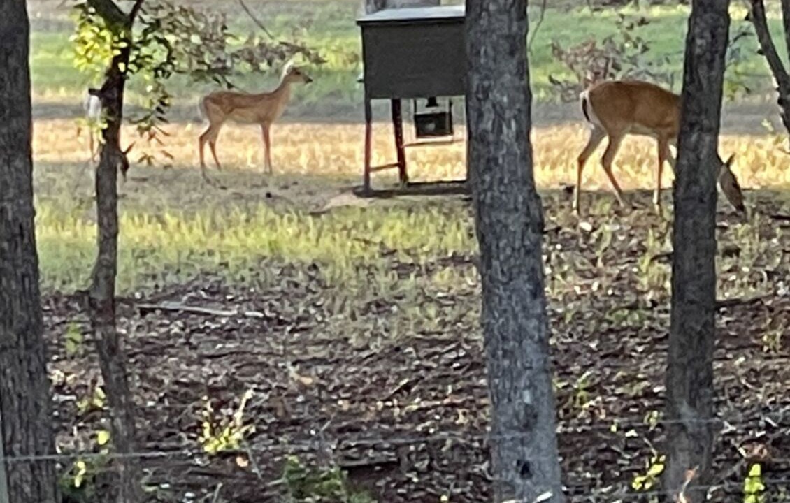 Photo of Outdoor in Hearne