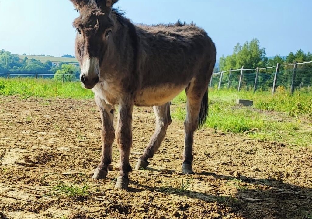 Photo of Others in Bournonville