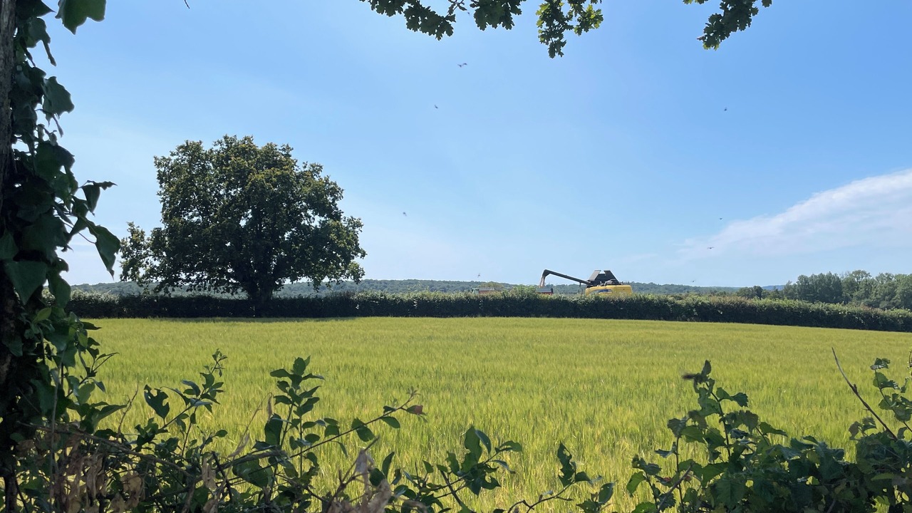 Photo of Others in Bournonville