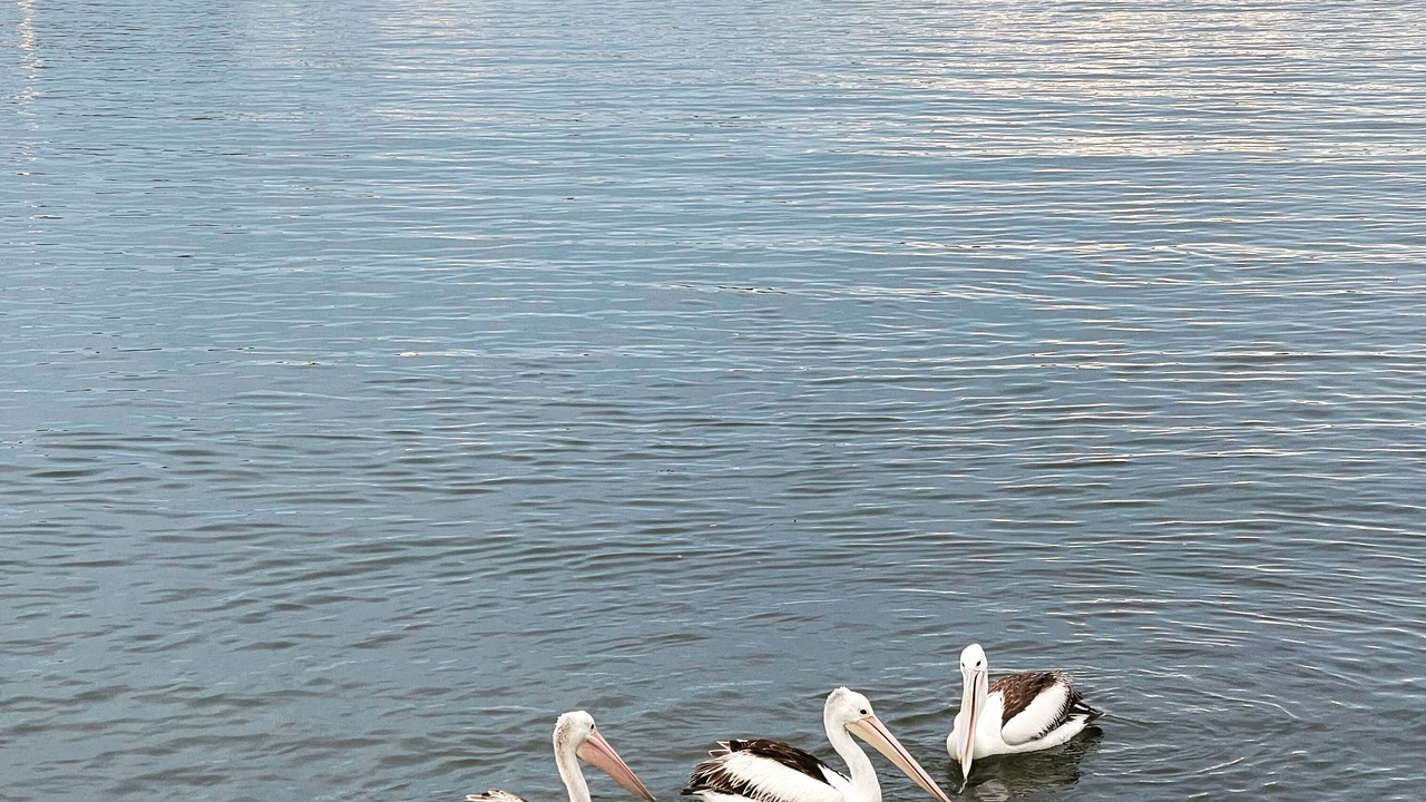 Photo of Others in Surf Beach