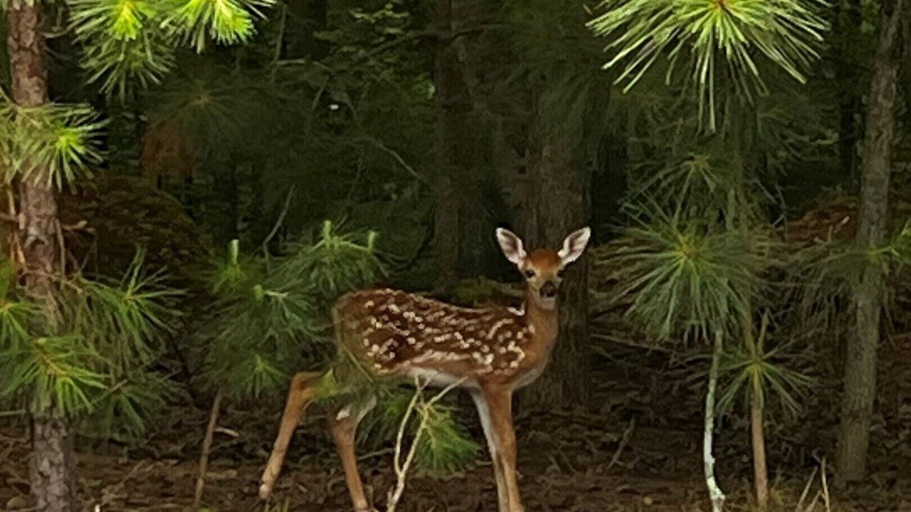 Photo of Others in Ellijay