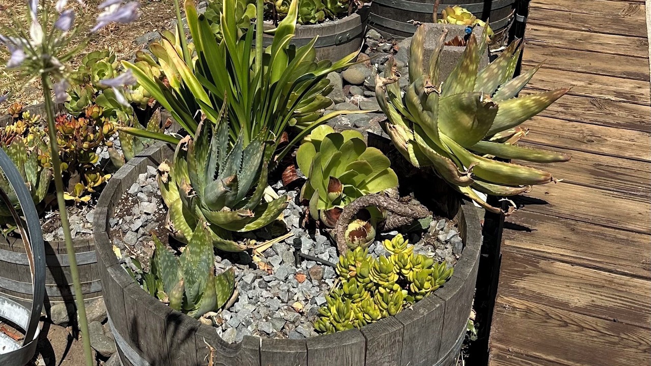 Photo of Outdoor in Geyserville