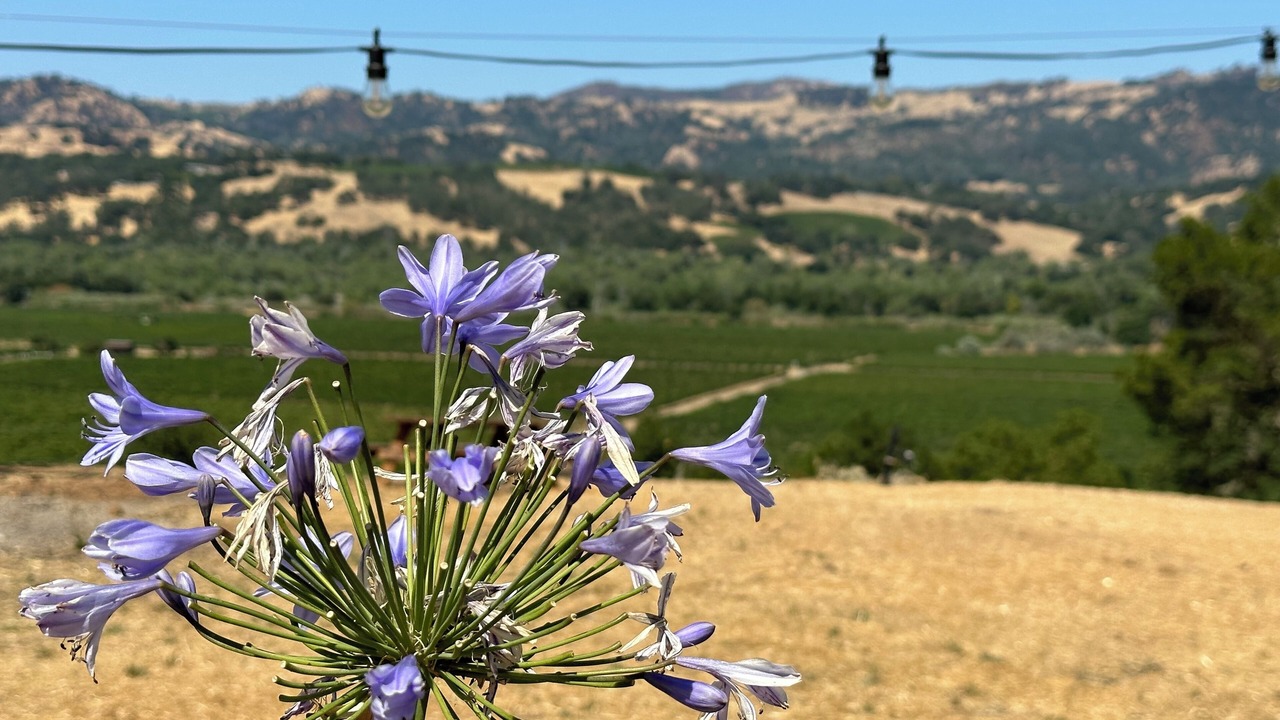 Photo of Others in Geyserville