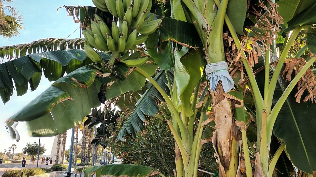 Photo of Outdoor in Benicarlo