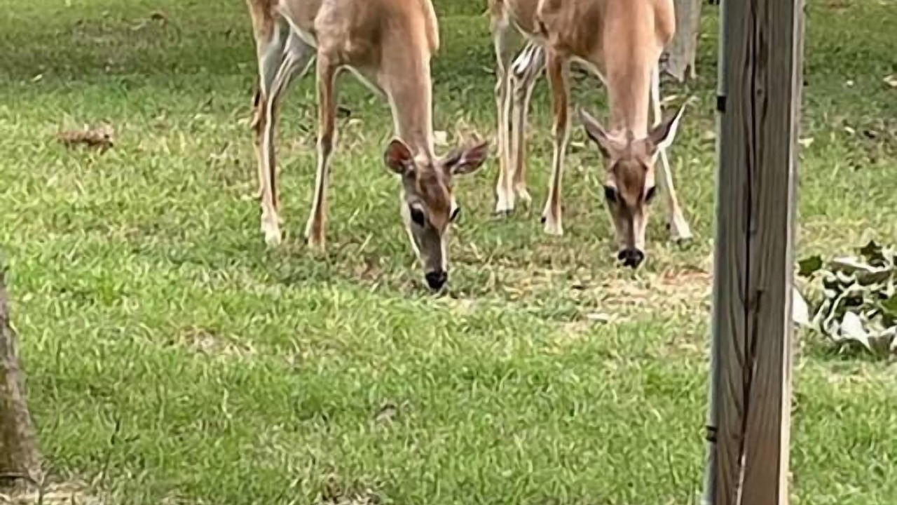 Photo of Others in Bastrop