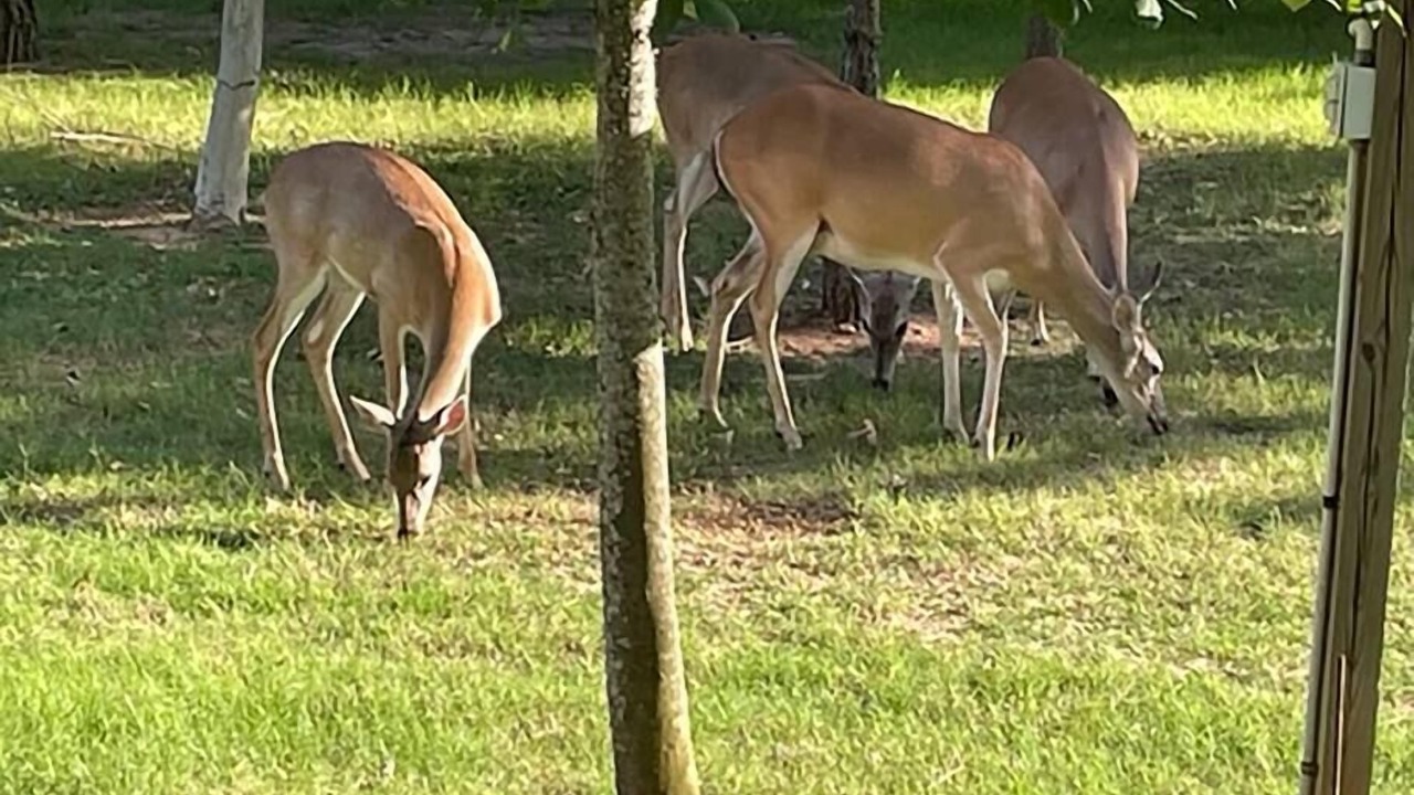 Photo of Others in Bastrop