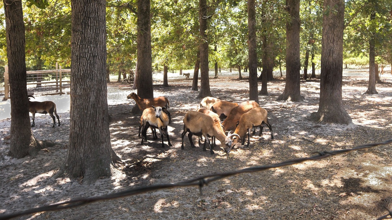Photo of Others in Normangee