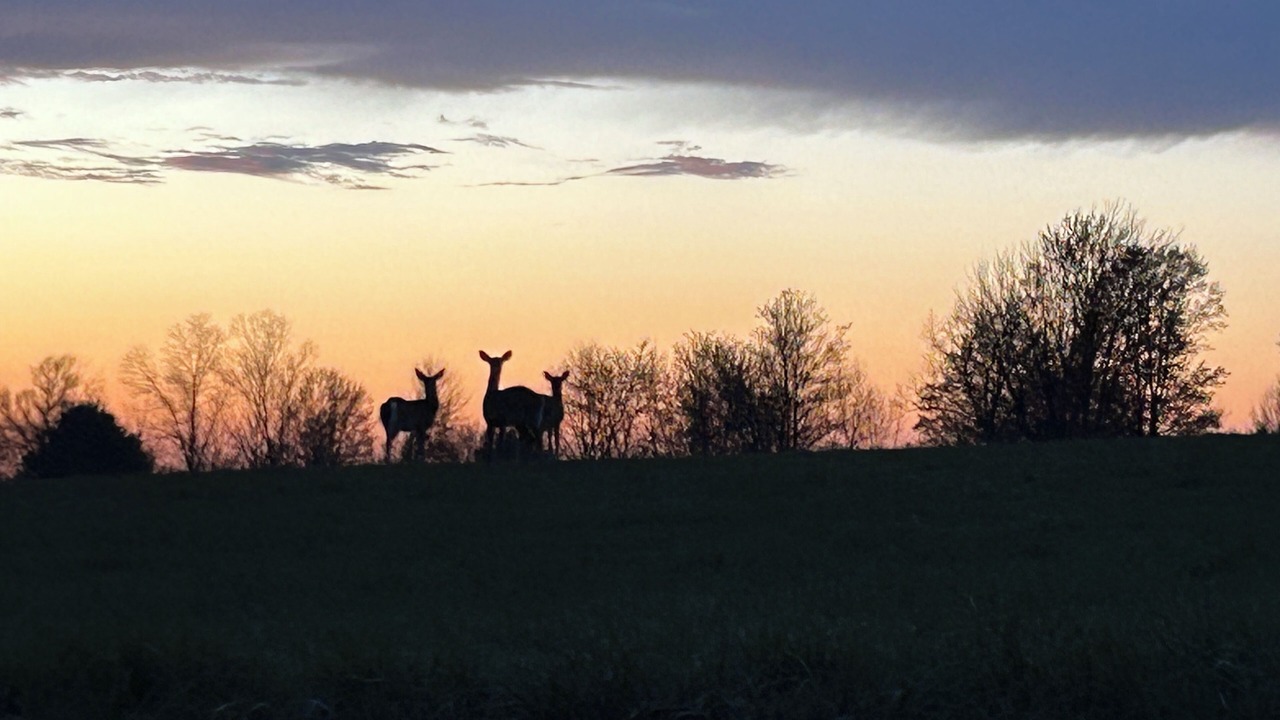 Photo of Others in Wilderness
