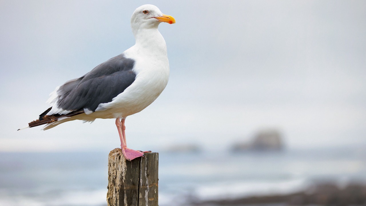 Photo of Others in Kemptown