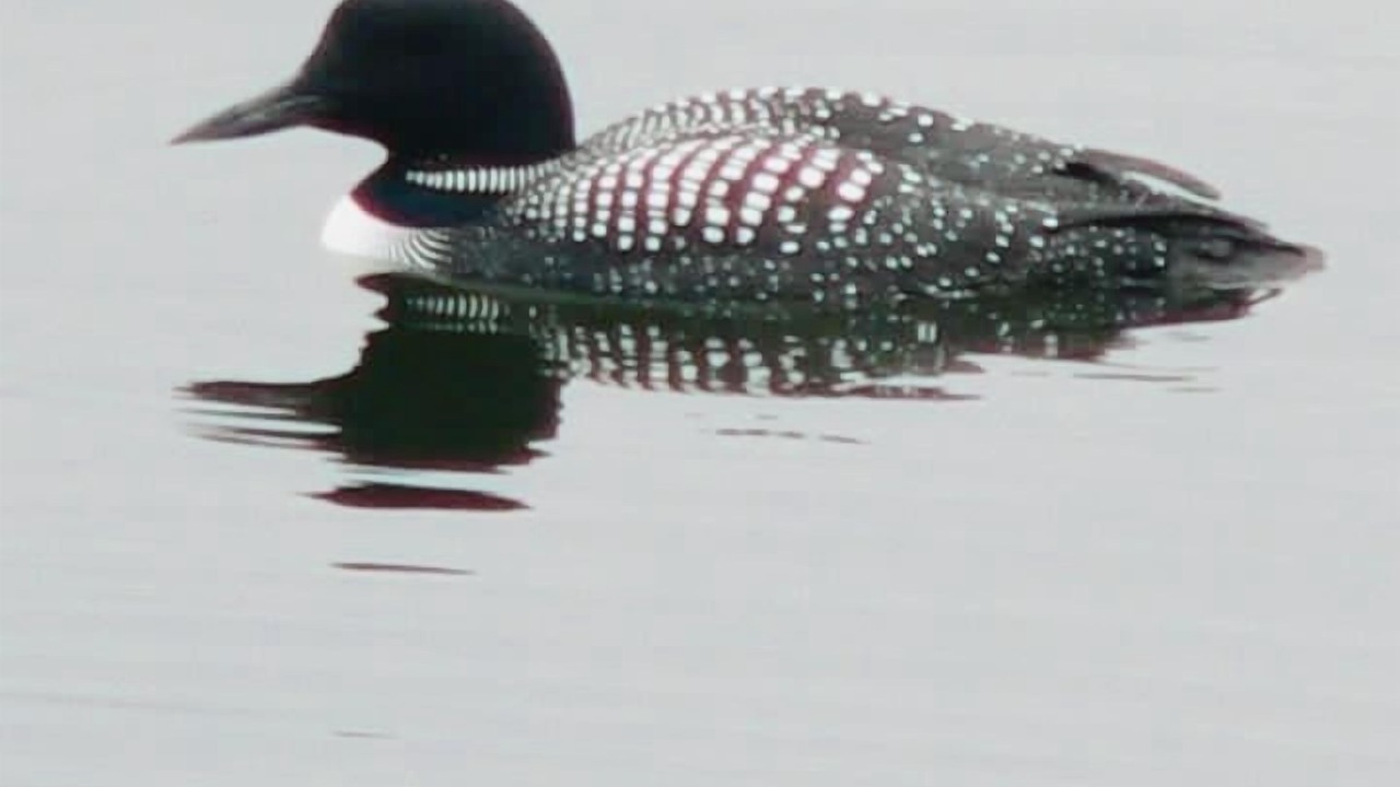 Photo of Others in Lake City
