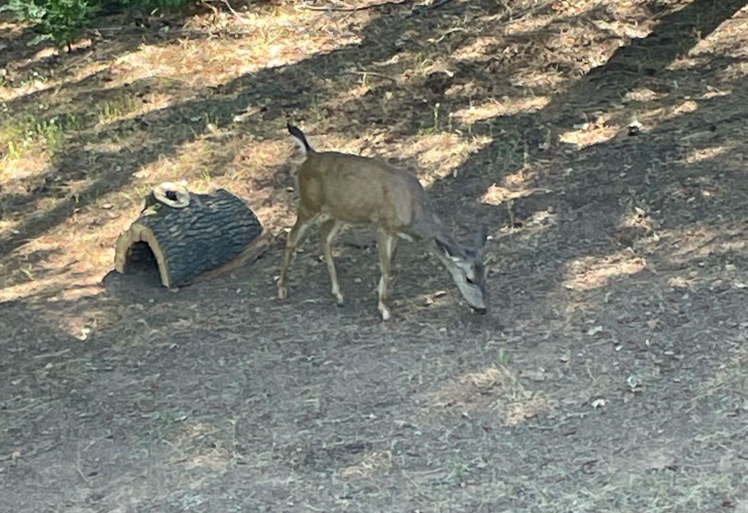 Photo of Outdoor in Phoenix Lake-Cedar Ridge