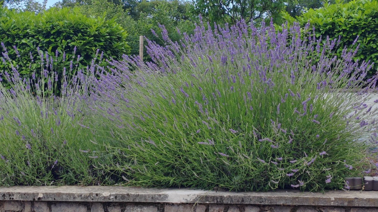 Photo of Outdoor in Veprinac