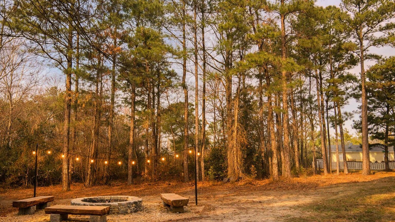 Photo of Outdoor in Pine Forest