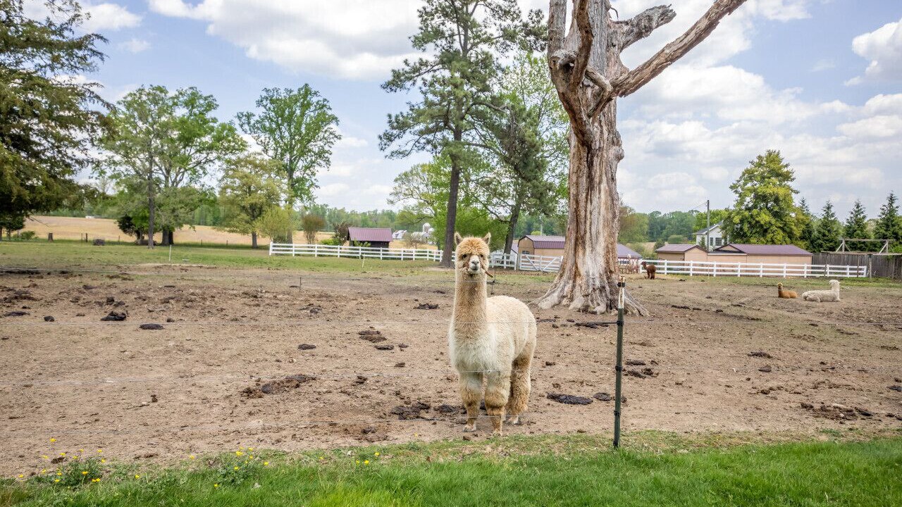 Photo of Others in Bel Air