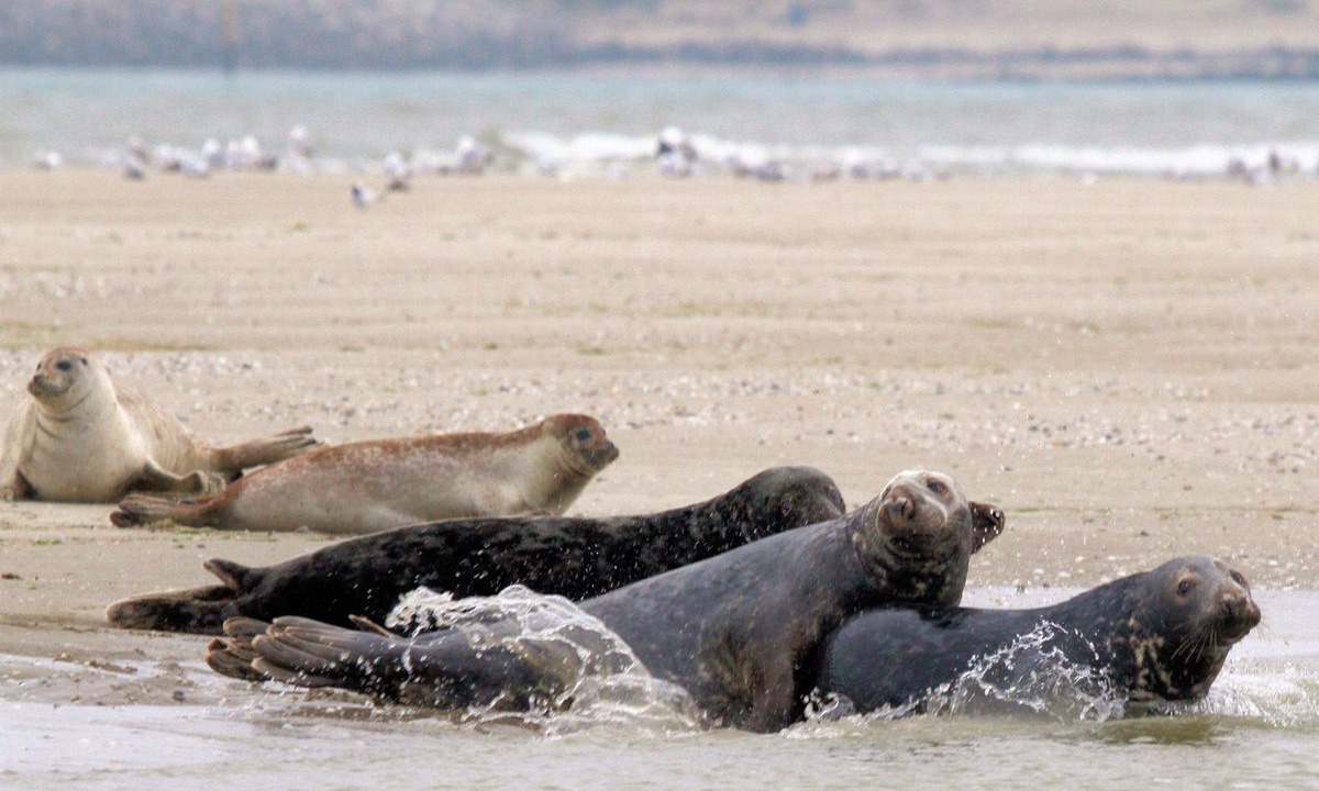 Photo of Others in Berck-sur-Mer