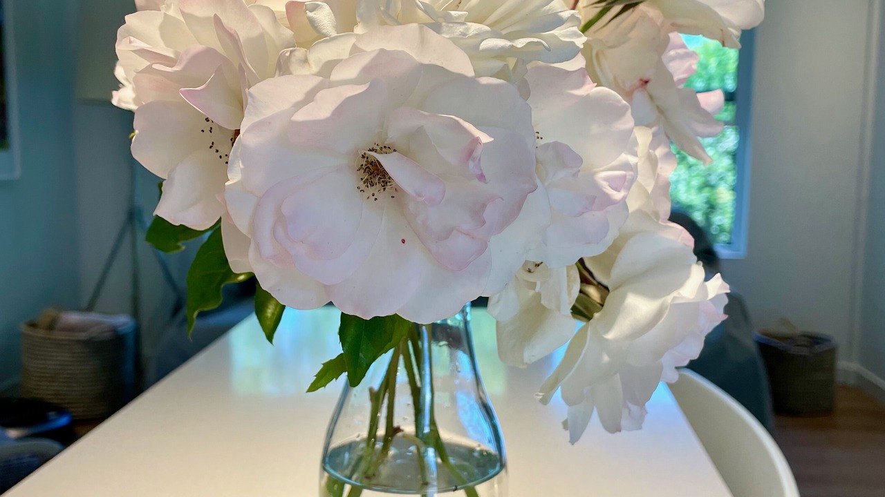 Photo of Others in San Rafael