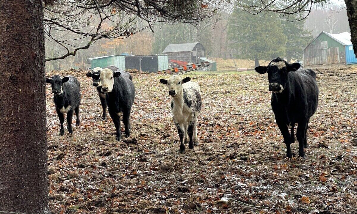 Photo of Others in Langton