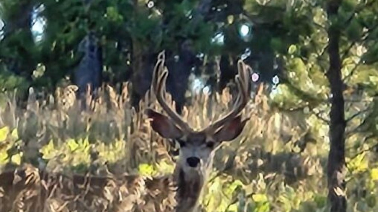 Photo of Others in Sundance