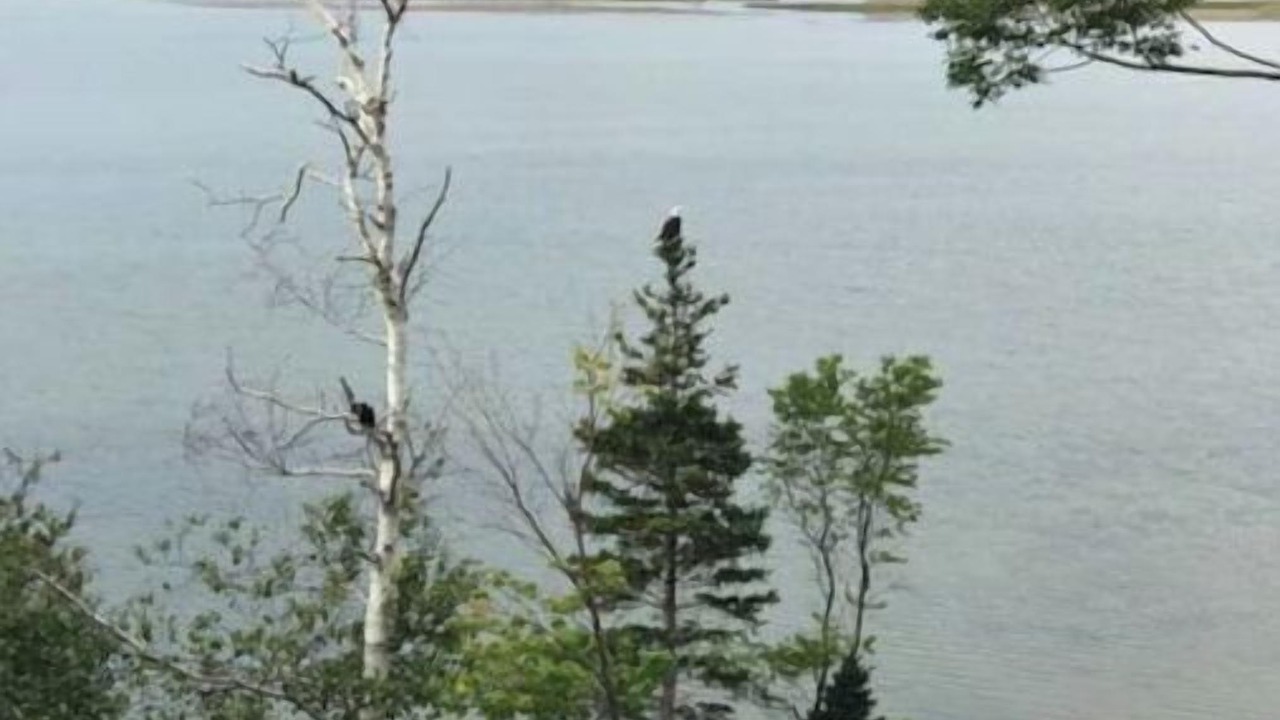 Photo of Others in South Harbour