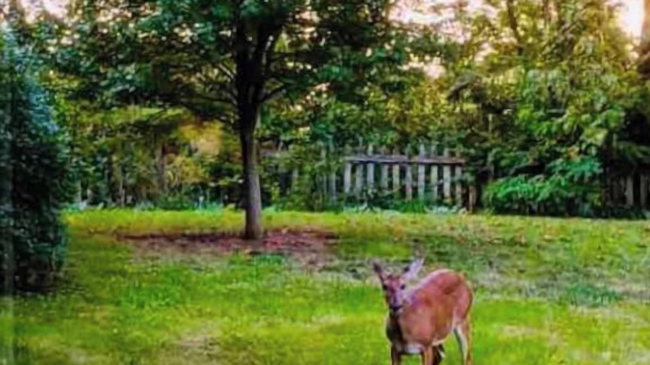Photo of Outdoor in Roanoke