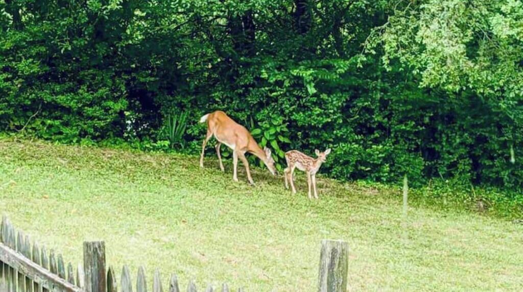Photo of Outdoor in Roanoke